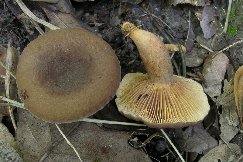 Lactarius subumbonatus